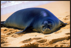 Hawaiian Monk Seal On Beach Hawaii