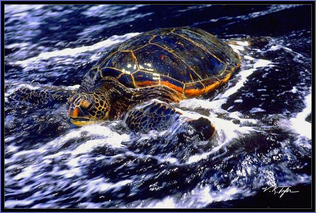 Hawaiian Sea Turtle - Hawaiipictures.com Hawaiian Sea Turtle - Hawaiipictures.com