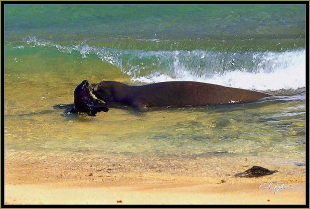 Monk Seal with pup Hawaii - Hawaiipictures.com Monk Seal with pup Hawaii - Hawaiipictures.com