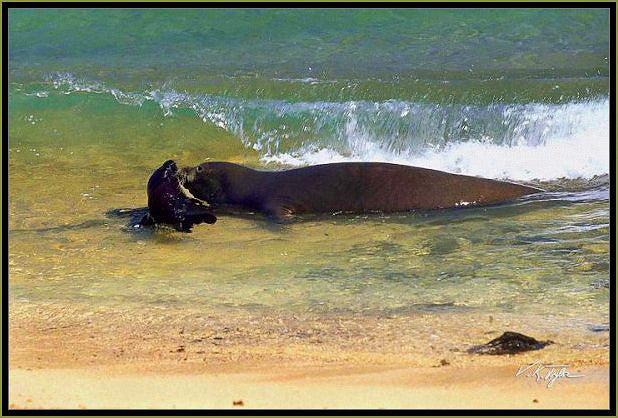 Monk Seal with pup Hawaii - Hawaiipictures.com