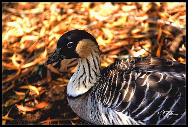 Nene Goose Hawaii - Hawaiipictures.com Nene Goose Hawaii - Hawaiipictures.com