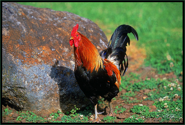 Kauai Rooster - Hawaiipictures.com