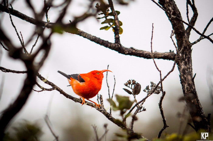 Big Island Iiwi Bird - Hawaiipictures.com