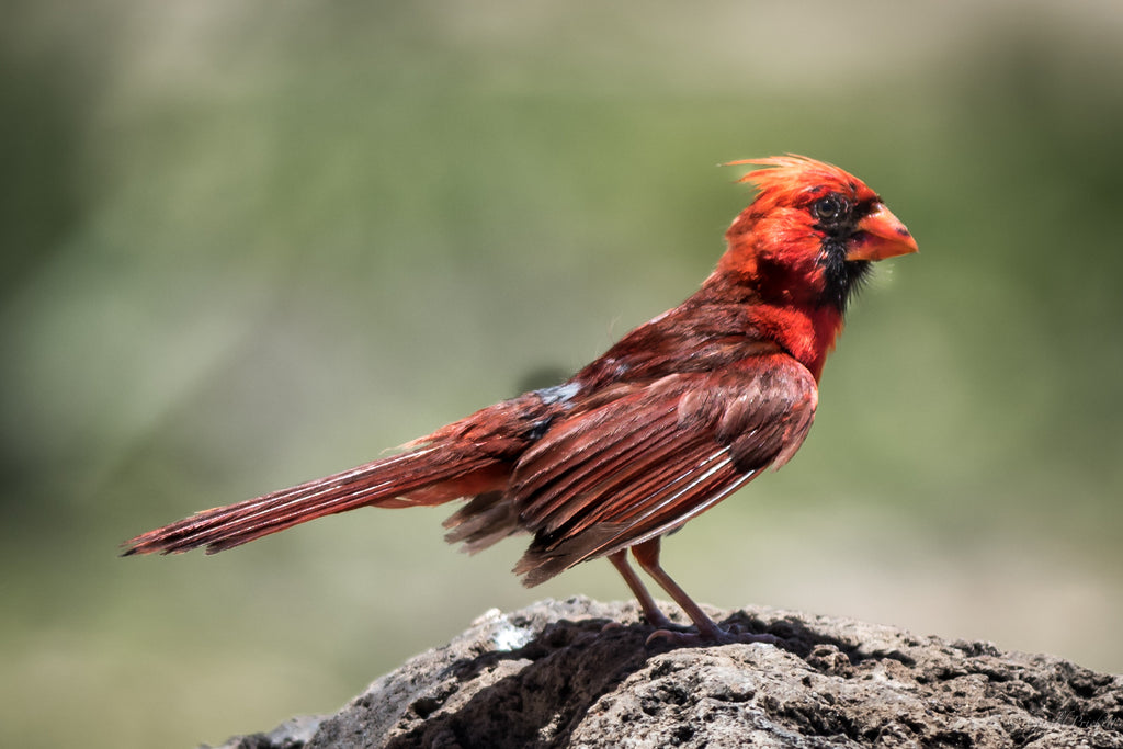 Northern Cardinal Kauai - Hawaiipictures.com Northern Cardinal Kauai - Hawaiipictures.com
