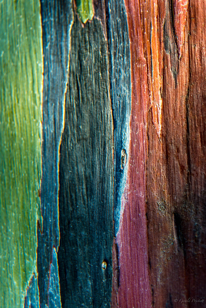 Rainbow Eucalyptus Tree - Hawaiipictures.com Rainbow Eucalyptus Tree - Hawaiipictures.com