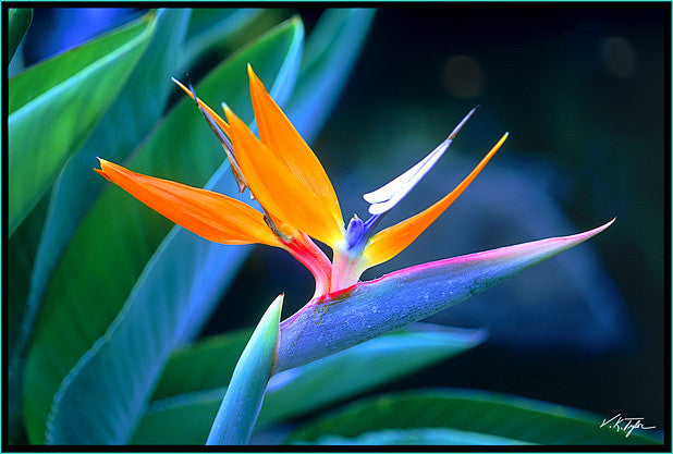 Bird of Paradise Hawaii - Hawaiipictures.com