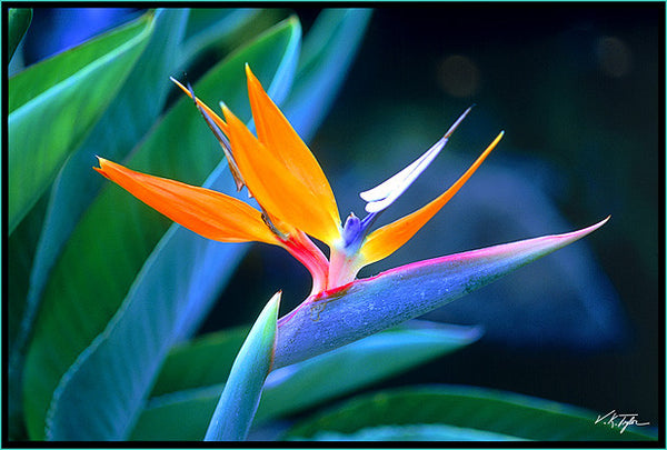 トップス KEONI OF HAWAII BIRD OF PARADISE Amazon.com: Hawaii Bird of Paradise Strelitzia Starter Plant