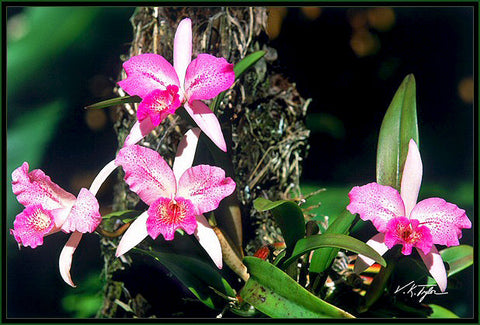 Wild Pink Orchids Hawaii - Hawaiipictures.com