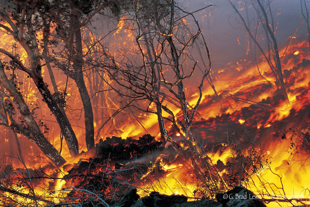 Lava Forest Fire Big Island - Hawaiipictures.com