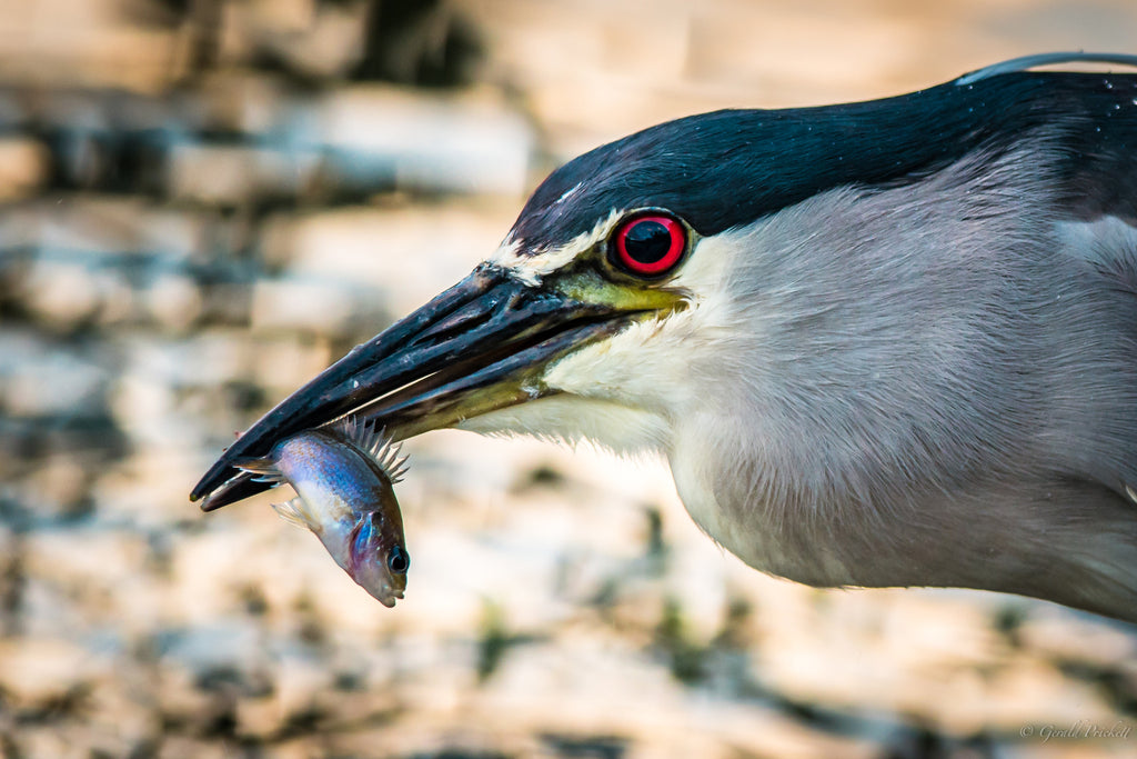 Time for Lunch!  Heron Bird Kauai - Hawaiipictures.com