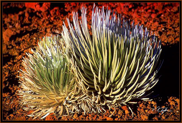 Silversword Haleakala Maui - Hawaiipictures.com