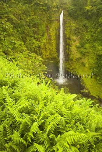 Akaka Falls, Waterfall on the Big Island of Hawaii - Hawaiipictures.com
