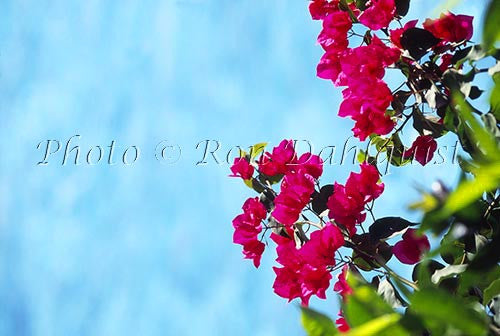 Bright pink, Bougainvillea - Hawaiipictures.com