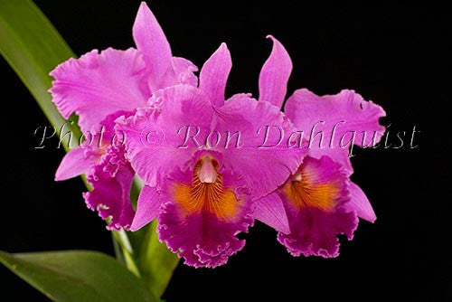 Purple Cattleya Orchid, Maui, Hawaii Picture - Hawaiipictures.com