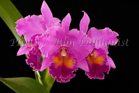 Purple Cattleya Orchid - Hawaiipictures.com