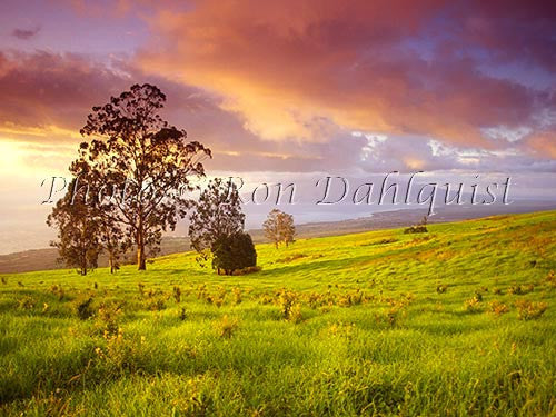 Upcountry Maui at sunset, Ulupalakua - Hawaiipictures.com