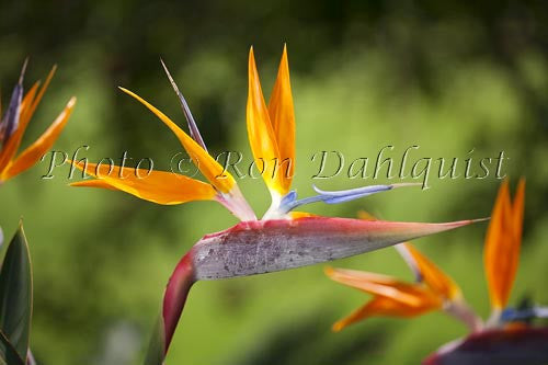 Bird of Paradise flower, Hawaii Picture Photo - Hawaiipictures.com