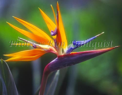 Bird of Paradise, tropical flower, Maui, Hawaii - Hawaiipictures.com