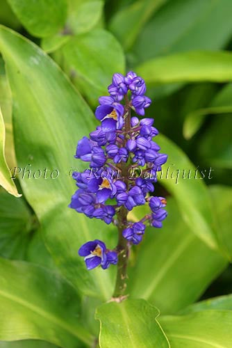 Blue Ginger, Maui, Hawaii - Hawaiipictures.com