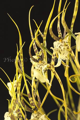 Brassia orchid, Maui, Hawaii Picture - Hawaiipictures.com