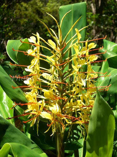 Kahili Ginger, Hawaii - Hawaiipictures.com