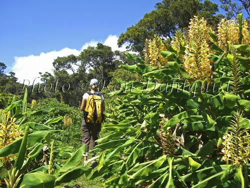 Hiker in Kokee State Park with Kahili Ginger in bloom. Kauai, Hawaii - Hawaiipictures.com