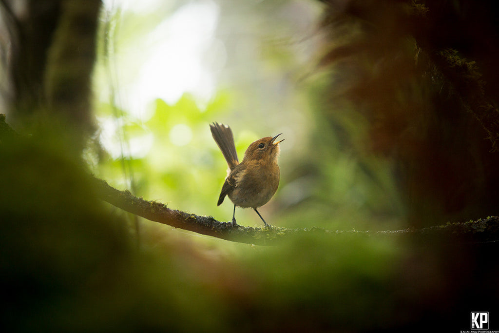 Kauai Elepaio Bird - Hawaiipictures.com Kauai Elepaio Bird - Hawaiipictures.com