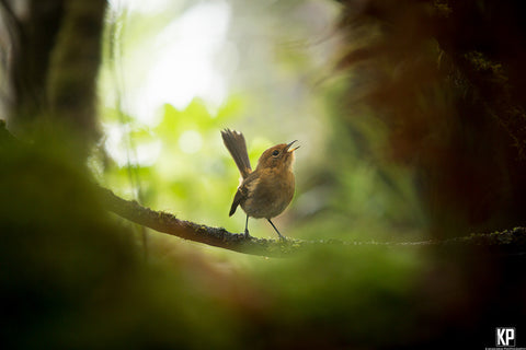 Kauai Elepaio Bird - Hawaiipictures.com