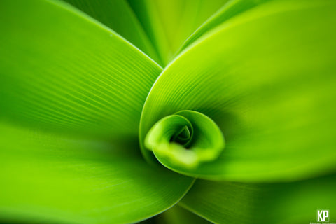 Kauai Leaves - Hawaiipictures.com