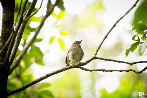 Kauai Puaiohi Bird - Hawaiipictures.com