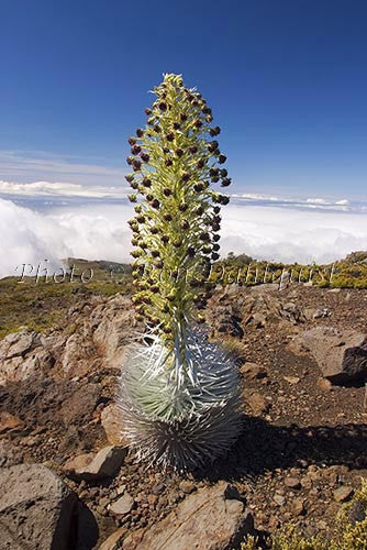 Silversword on the slopes of Haleakala, Maui, Hawaii Photo - Hawaiipictures.com