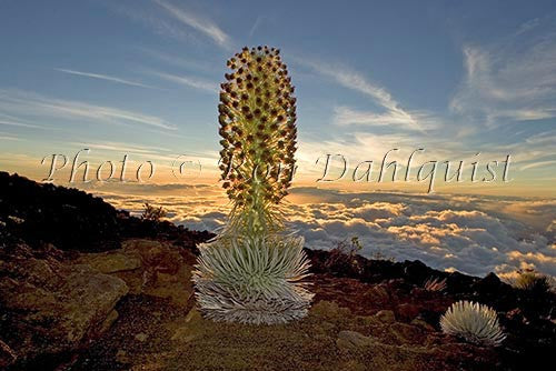 Silversword on the slopes of Haleakala, Maui, Hawaii - Hawaiipictures.com