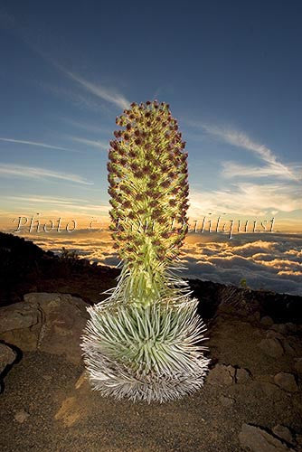 Silversword on the slopes of Haleakala, Maui, Hawaii Picture - Hawaiipictures.com Silversword on the slopes of Haleakala, Maui, Hawaii Picture - Hawaiipictures.com