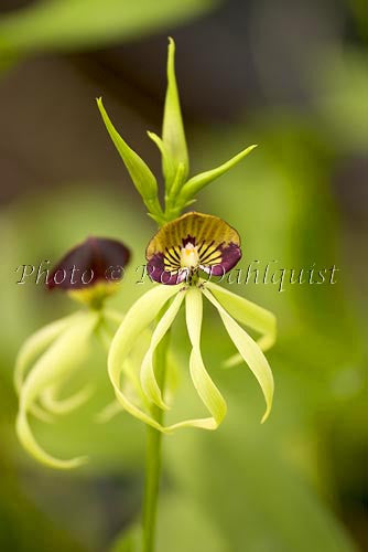 Encylia cochleata orchid, Maui, Hawaii - Hawaiipictures.com