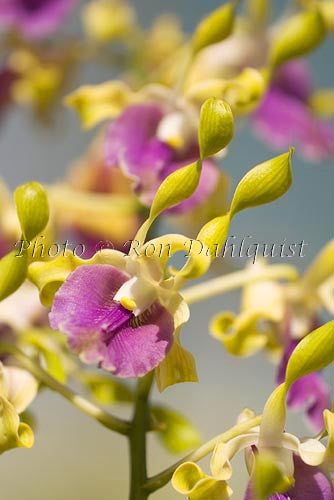 Dendrobium orchids, Maui, Hawaii - Hawaiipictures.com