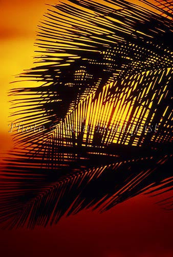 Palm Silhouette - Hawaiipictures.com Palm Silhouette - Hawaiipictures.com
