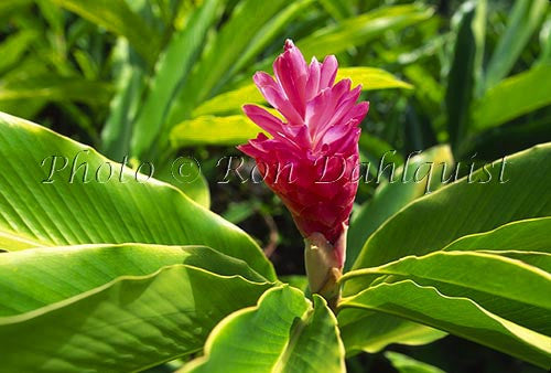 Red Ginger, Maui, Hawaii Picture - Hawaiipictures.com