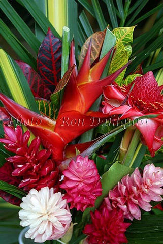 Tropical Flowers - Gingers and Heliconias, Hana, Maui, Hawaii - Hawaiipictures.com