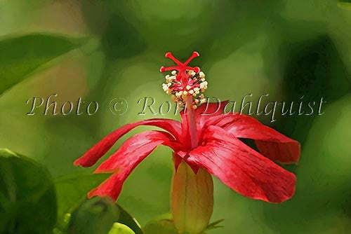 Red Hibiscus-digitally painted - Hawaiipictures.com