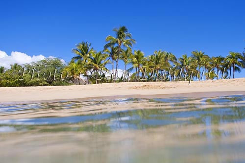 Palm trees, sand and ocean at Manele Bay and Hulopoe Beach, Lanai, Hawaii Picture - Hawaiipictures.com