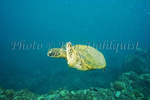 Underwater view of Green Sea Turtle, Maui, Hawaii Picture Stock Photo - Hawaiipictures.com Underwater view of Green Sea Turtle, Maui, Hawaii Picture Stock Photo - Hawaiipictures.com