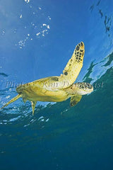 Underwater view of Green Sea Turtle, Maui, Hawaii Photo