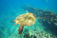 Underwater view of Green Sea Turtle, Maui, Hawaii Picture Photo