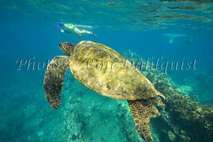 Underwater view of Green Sea Turtle, Maui, Hawaii Picture