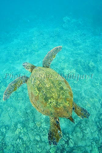 Underwater view of Green Sea Turtle, Maui, Hawaii Photo Stock Photo - Hawaiipictures.com