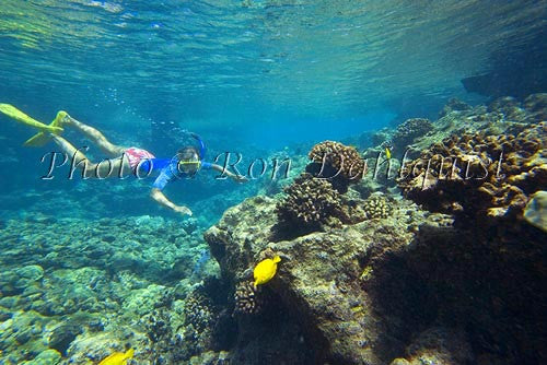 Snorkeling at Ahihi Kinau Natural Area Reserve, Maui, Hawaii Picture - Hawaiipictures.com