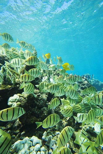 School of Hawaiian Manini or Convict Tang, Ahihi Kinau Natural Area Reserve, Maui, Hawaii Photo - Hawaiipictures.com