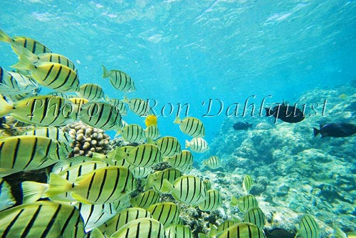 School of Hawaiian Manini or Convict Tang, Ahihi Kinau Natural Area Reserve, Maui, Hawaii Picture - Hawaiipictures.com