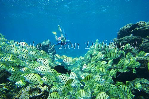 School of Hawaiian Manini or Convict Tang, Ahihi Kinau Natural Area Reserve, Maui, Hawaii - Hawaiipictures.com