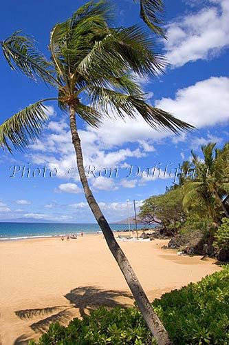 Kamaole Beach and palm tree, Kihei, Maui, Hawaii - Hawaiipictures.com Kamaole Beach and palm tree, Kihei, Maui, Hawaii - Hawaiipictures.com